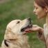 Поглаживание собак способствует усилению человеческого иммунитета
